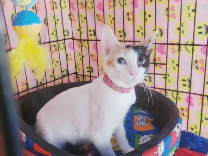 Gato ra a SRD-ViraLata idade 2 a 6 meses nome Amábile