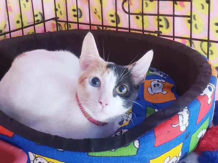 Gato ra a SRD-ViraLata idade 2 a 6 meses nome Amábile