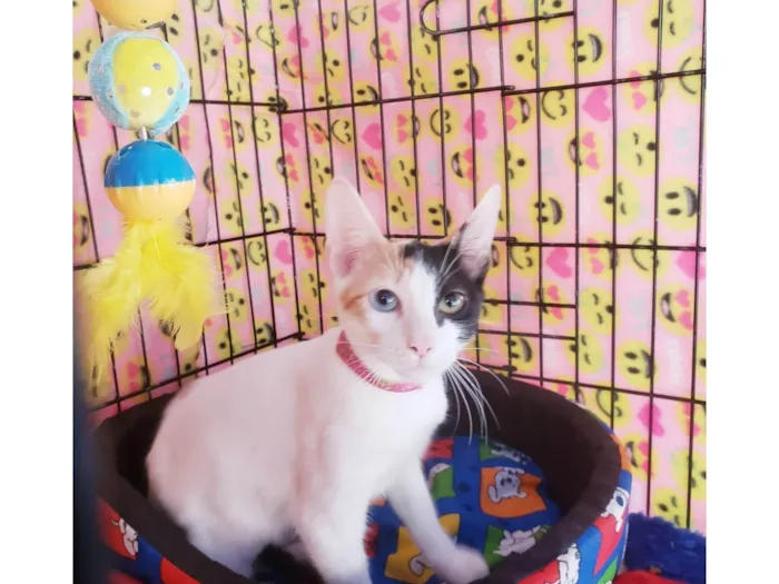 Gato ra a SRD-ViraLata idade 2 a 6 meses nome Amábile