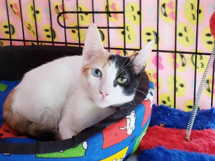 Gato ra a SRD-ViraLata idade 2 a 6 meses nome Amábile