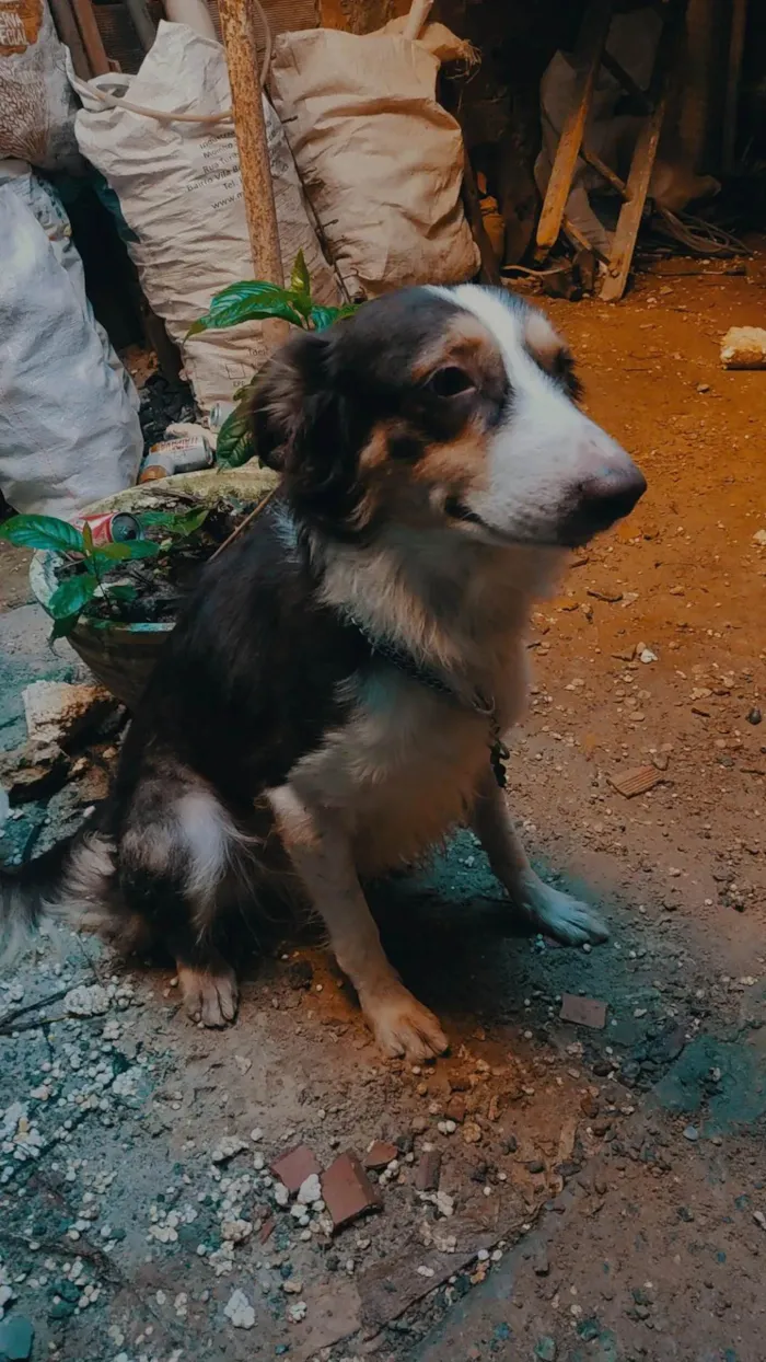 Cachorro ra a Border Collie  idade 7 a 11 meses nome Não sei o nome