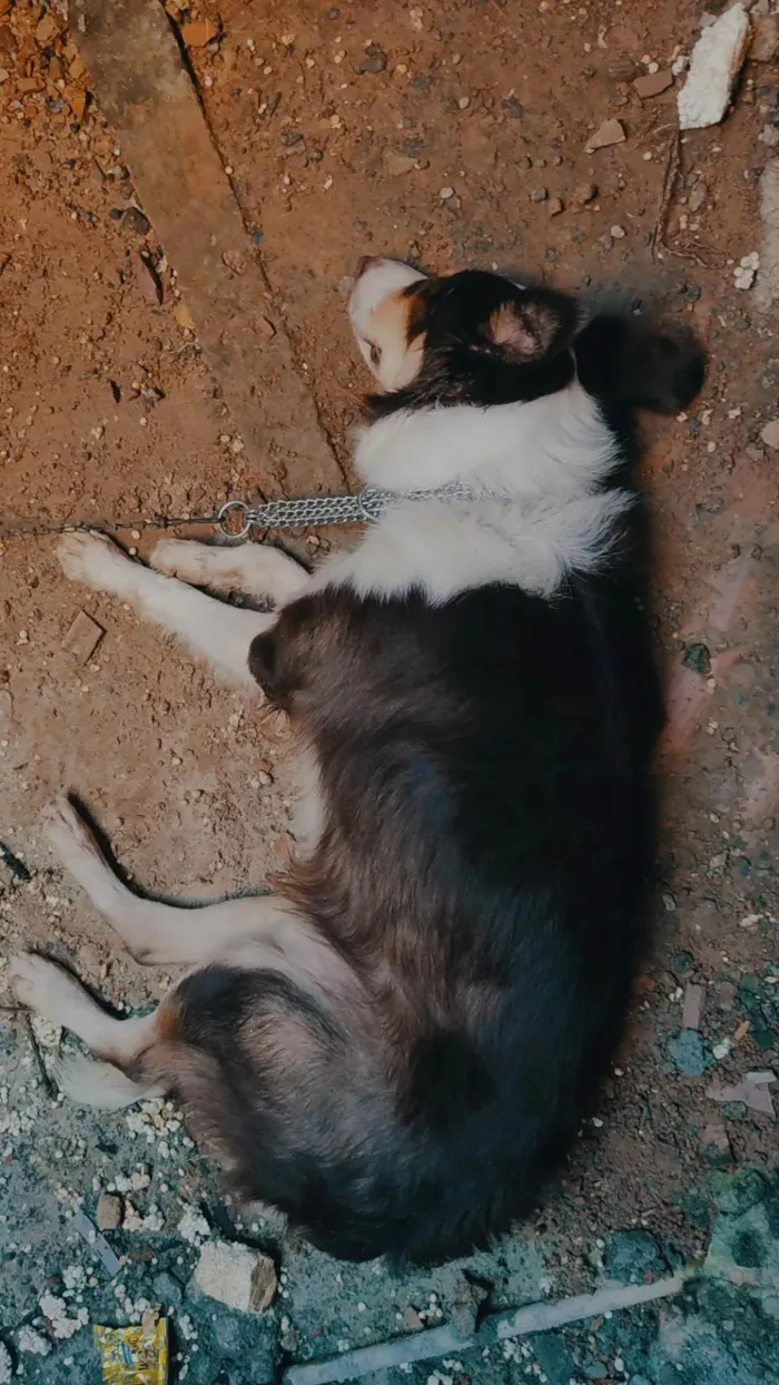 Cachorro ra a Border Collie  idade 7 a 11 meses nome Não sei o nome