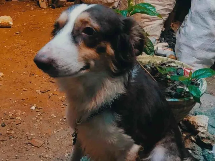 Cachorro ra a Border Collie  idade 7 a 11 meses nome Não sei o nome