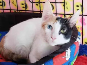 Gato raça SRD-ViraLata idade 2 a 6 meses nome Amábile