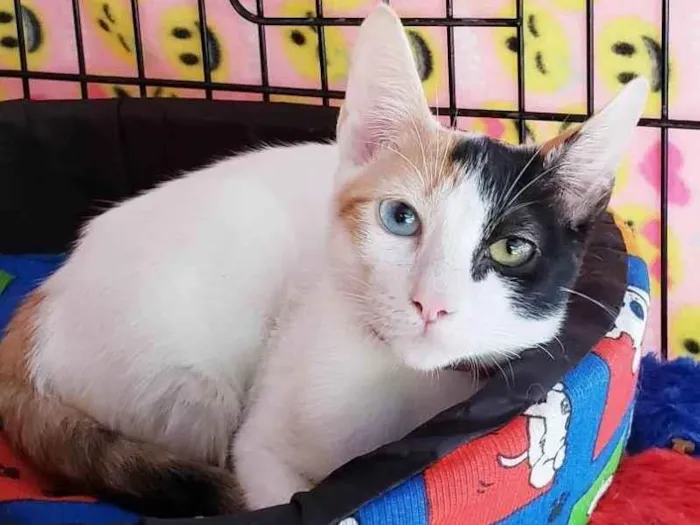 Gato ra a SRD-ViraLata idade 2 a 6 meses nome Amábile