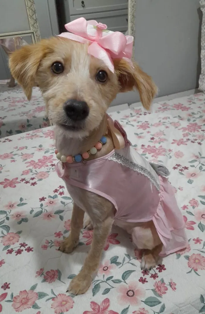 Cachorro ra a SRD-ViraLata idade 7 a 11 meses nome Zoe