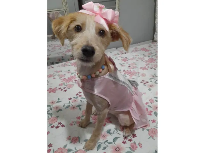Cachorro ra a SRD-ViraLata idade 7 a 11 meses nome Zoe