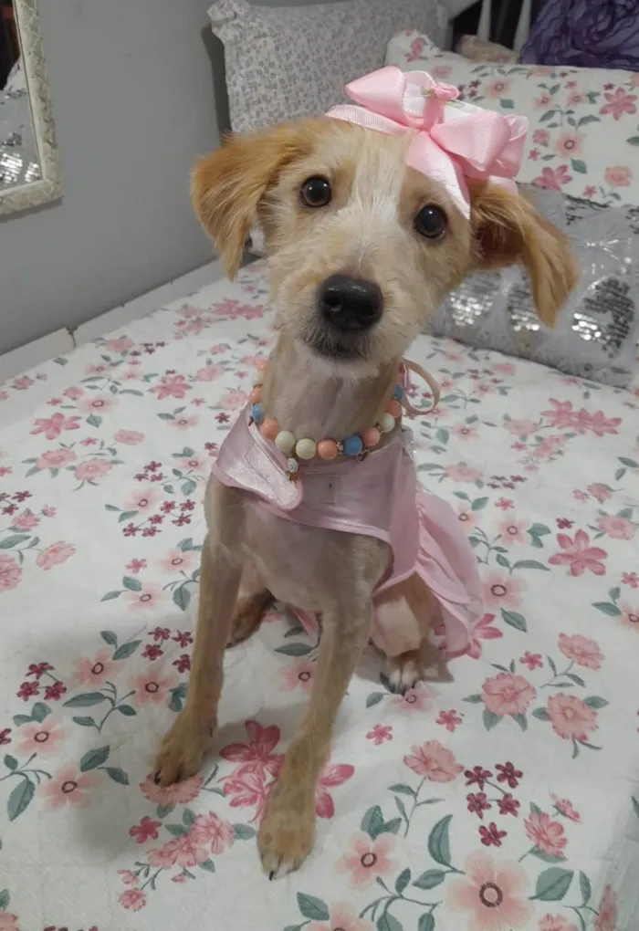 Cachorro ra a SRD-ViraLata idade 7 a 11 meses nome Zoe