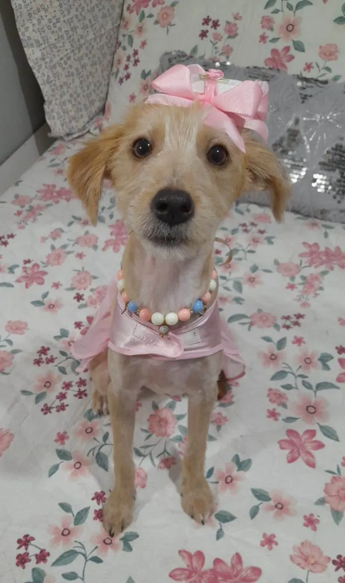 Cachorro ra a SRD-ViraLata idade 7 a 11 meses nome Zoe