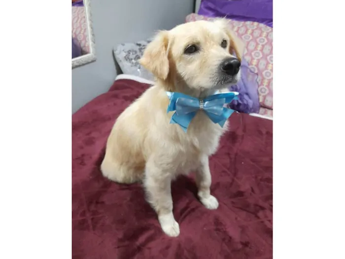 Cachorro ra a SRD-ViraLata idade 1 ano nome Woody
