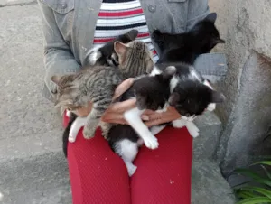 Gato raça SRD idade 2 a 6 meses nome Sem nomes