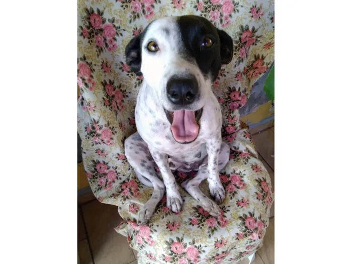 Cachorro ra a SRD-ViraLata idade 2 anos nome Preciosa