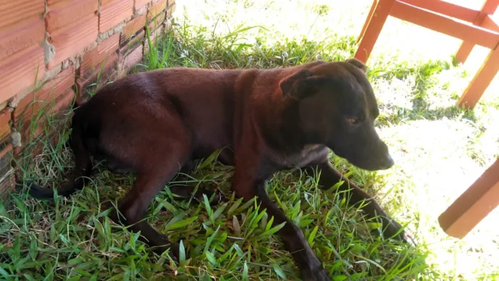 Cachorro ra a Chau chau misturado ( não é peludo ) idade 2 anos nome Ele está esperando o dono dar o nome 