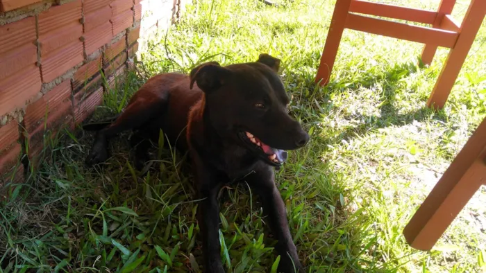 Cachorro ra a Chau chau misturado ( não é peludo ) idade 2 anos nome Ele está esperando o dono dar o nome 