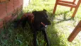 Ele está esperando o dono dar o nome