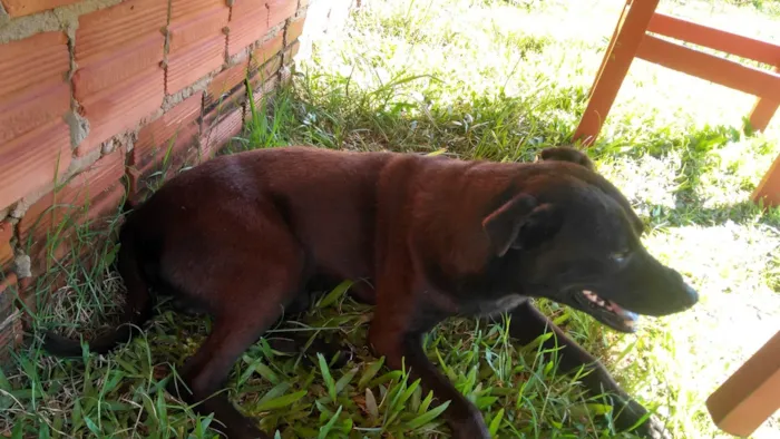 Cachorro ra a Chau chau misturado ( não é peludo ) idade 2 anos nome Ele está esperando o dono dar o nome 