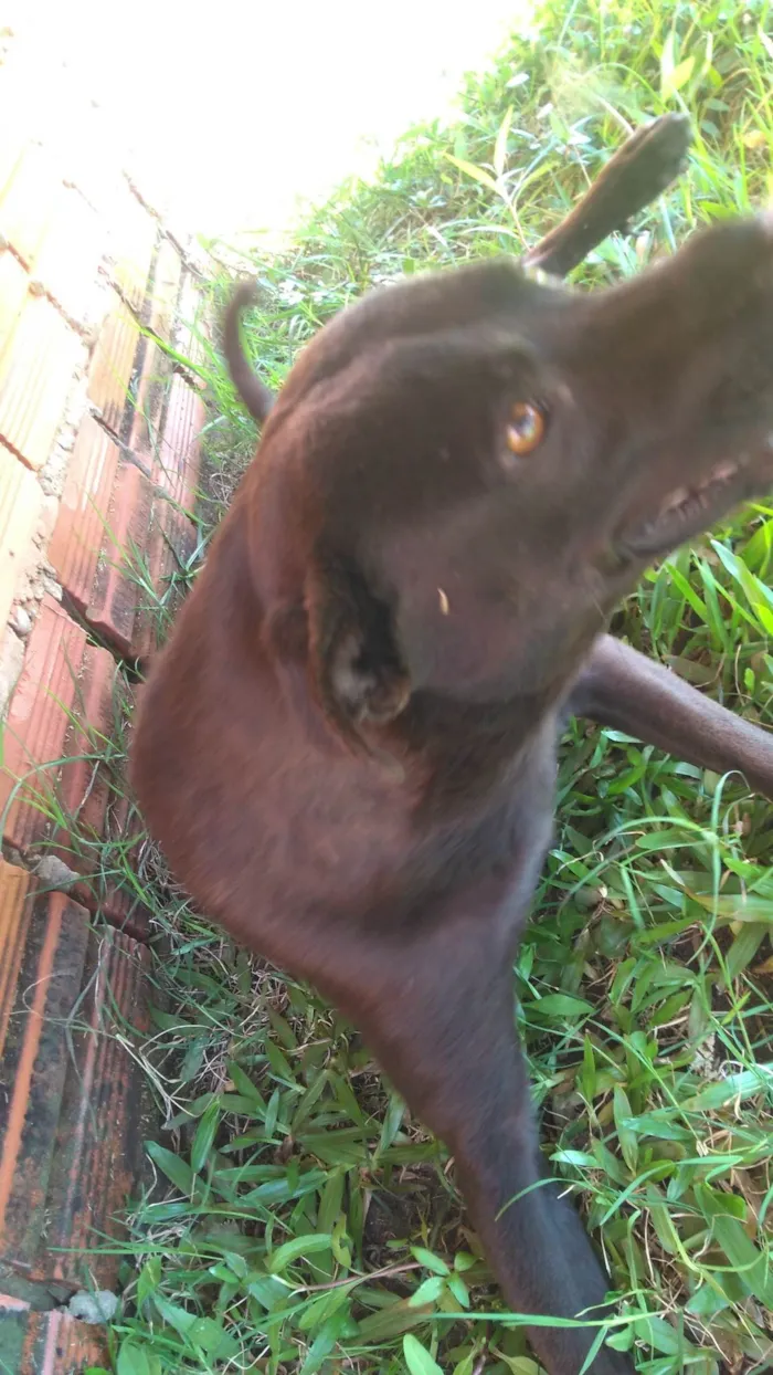 Cachorro ra a Chau chau misturado ( não é peludo ) idade 2 anos nome Ele está esperando o dono dar o nome 