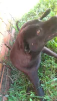 Ele está esperando o dono dar o nome