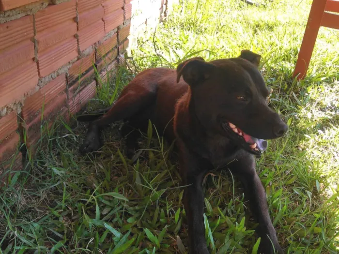 Cachorro ra a Chau chau misturado ( não é peludo ) idade 2 anos nome Ele está esperando o dono dar o nome 