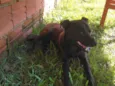 Ele está esperando o dono dar o nome