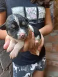 4 filhotes para doação