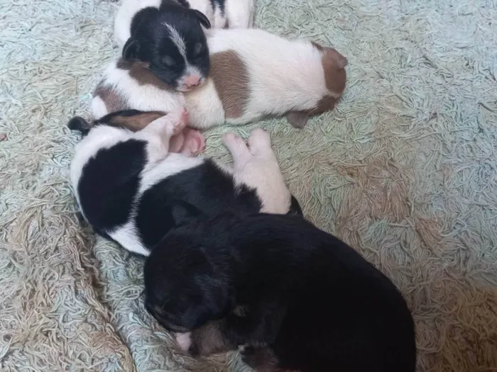 Cachorro ra a Vira lata idade Abaixo de 2 meses nome 4 filhotes para doação 