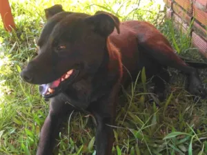 Cachorro raça Chau chau misturado ( não é peludo ) idade 2 anos nome Ele está esperando o dono dar o nome 