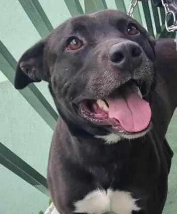 Cachorro ra a Mistura com Pitbull idade 2 anos nome Otho