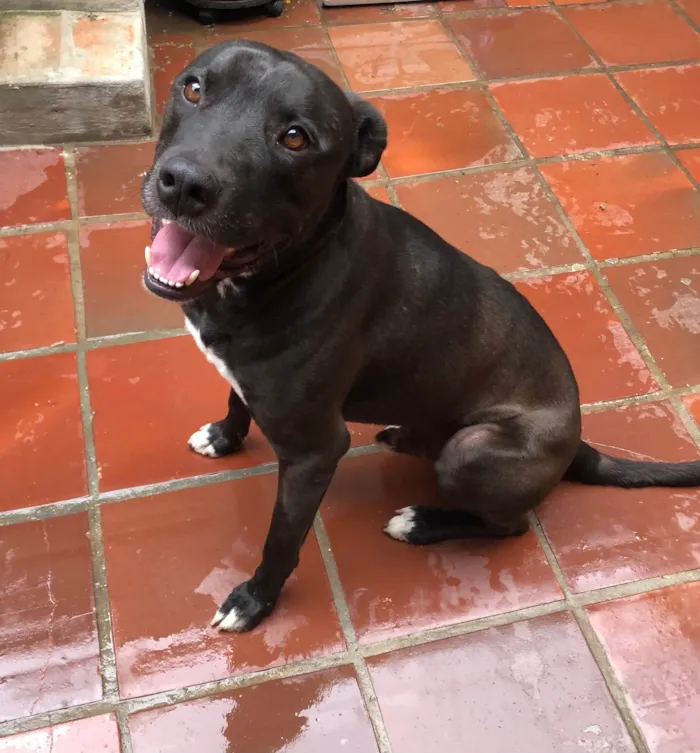 Cachorro ra a Mistura com Pitbull idade 2 anos nome Otho