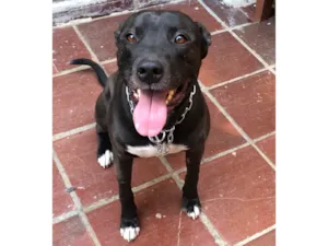 Cachorro raça Mistura com Pitbull idade 2 anos nome Otho