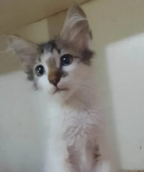 Gato ra a Srd idade 2 a 6 meses nome .....