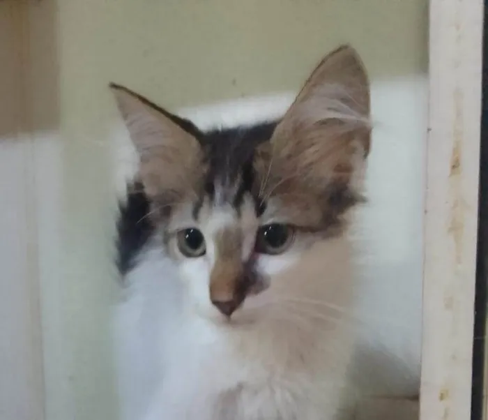 Gato ra a Srd idade 2 a 6 meses nome .....