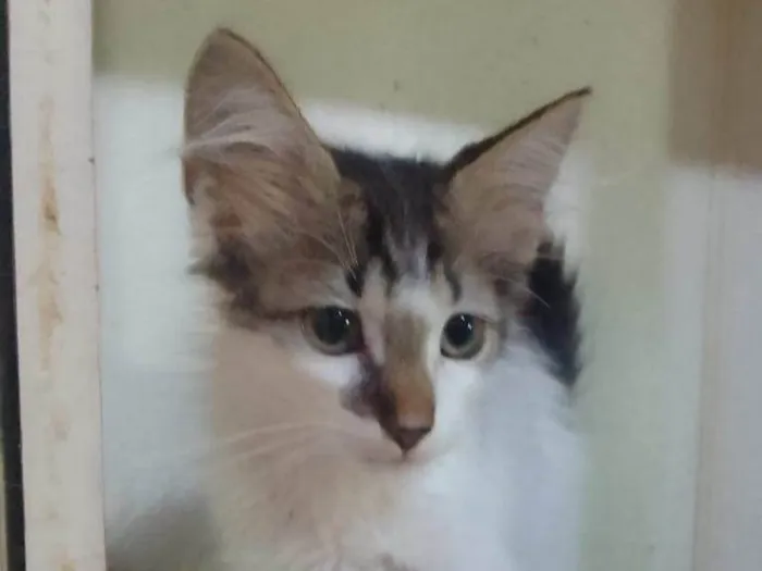 Gato ra a Srd idade 2 a 6 meses nome .....