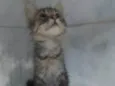 ........