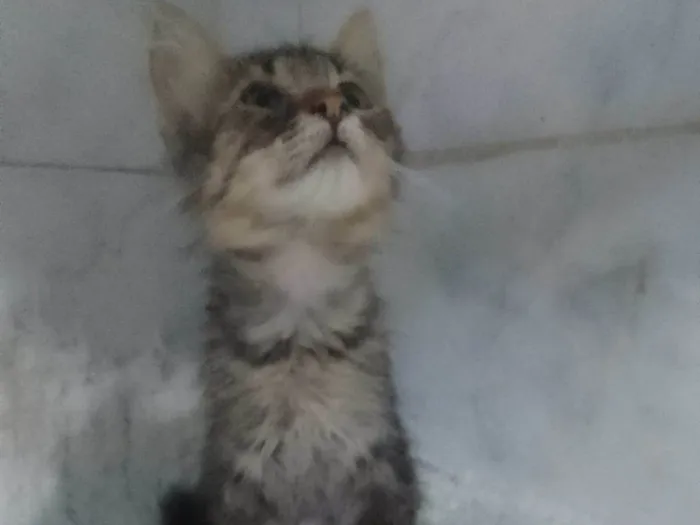 Gato ra a Srd idade Abaixo de 2 meses nome ........