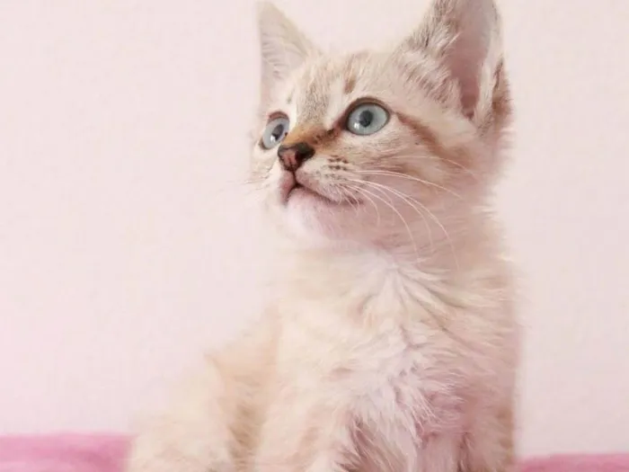 Gato ra a Srd idade 2 a 6 meses nome ..