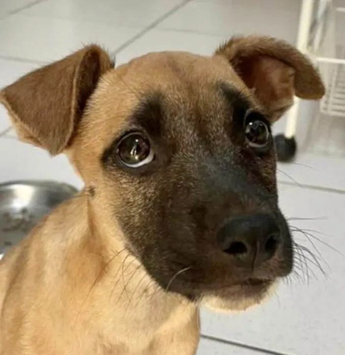 Cachorro ra a Mestico  idade 2 a 6 meses nome Duke 