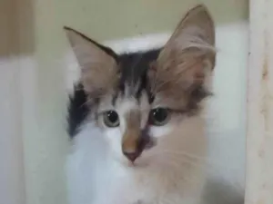 Gato raça Srd idade 2 a 6 meses nome .....