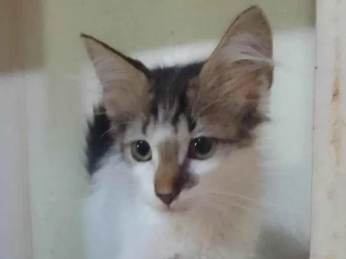 Gato ra a Srd idade 2 a 6 meses nome .....