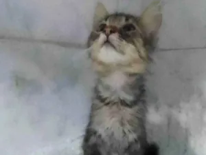 Gato raça Srd idade Abaixo de 2 meses nome ........