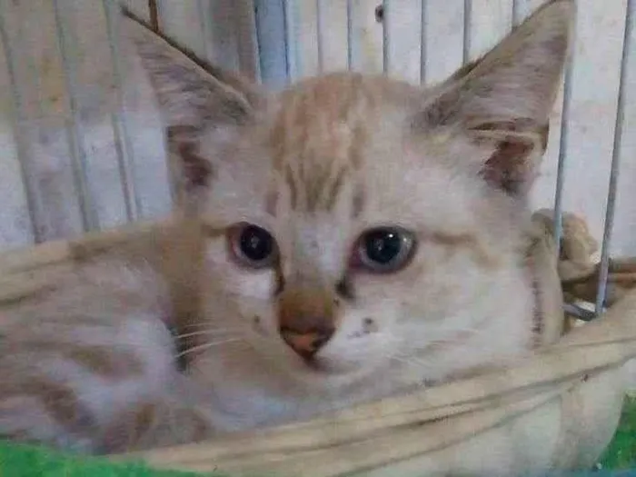 Gato ra a Srd idade 2 a 6 meses nome ..