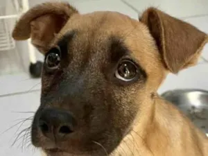 Cachorro raça Mestico  idade 2 a 6 meses nome Duke 