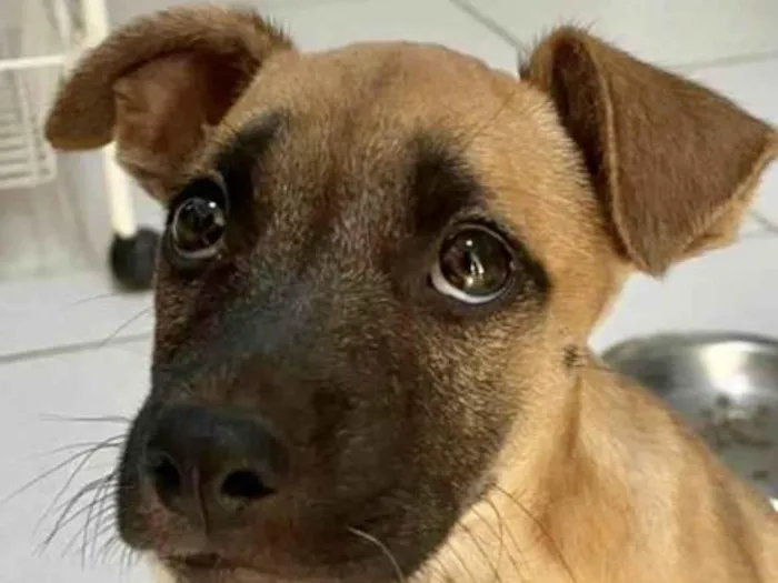 Cachorro ra a Mestico  idade 2 a 6 meses nome Duke 