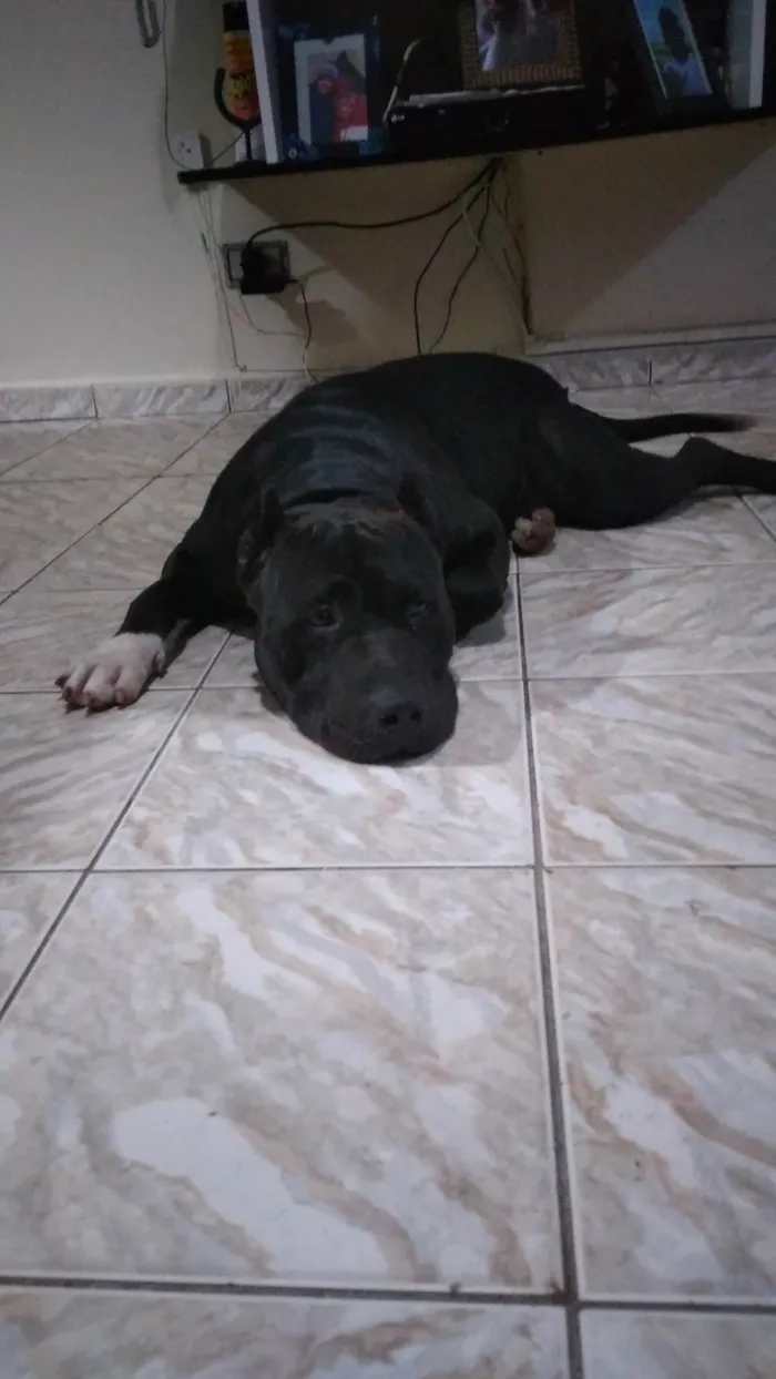 Cachorro ra a Pit-Bull idade 2 anos nome Scott 