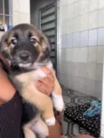 Docinho