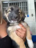 Docinho