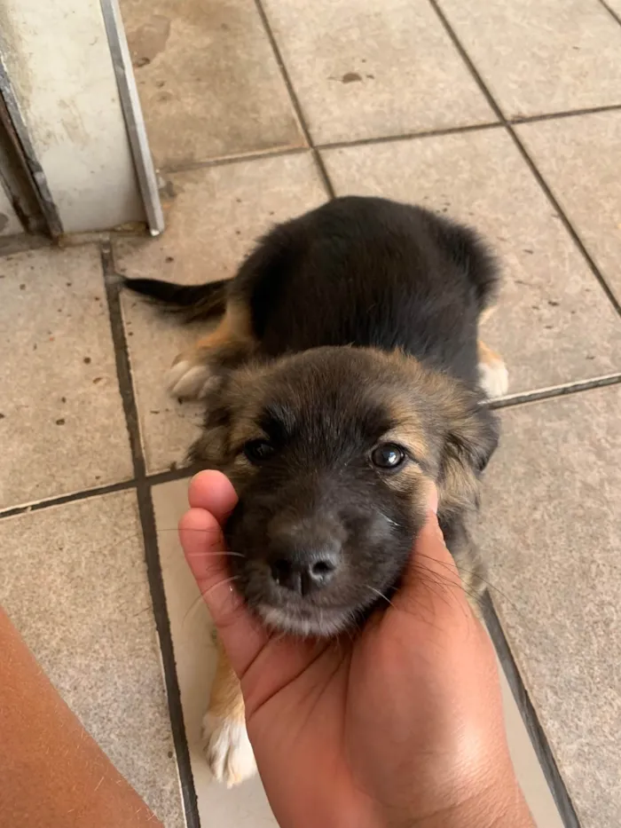 Cachorro ra a SRD-ViraLata idade 2 a 6 meses nome Docinho