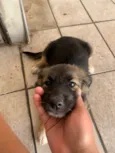 Docinho