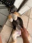 Docinho