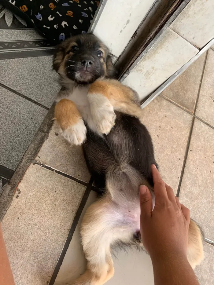 Cachorro ra a SRD-ViraLata idade 2 a 6 meses nome Docinho